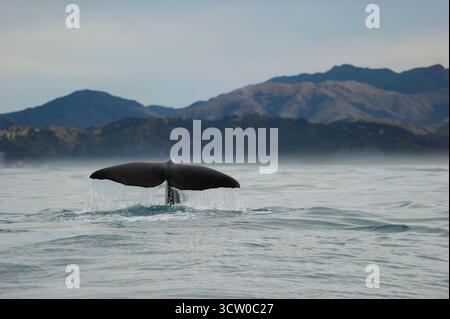 Ein Pottwal (Physeter macrocephalus) hebt seine massive schwanzfluke, bevor er in die tiefen Gewässer vor Kaikoura taucht, wo der Meeresboden schnell abfällt Stockfoto