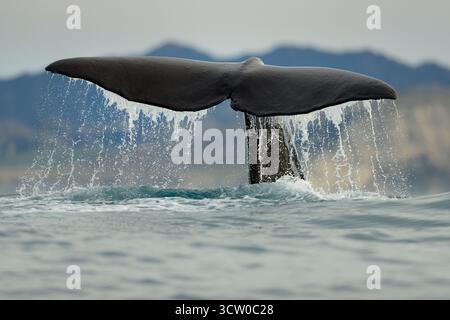 Ein Pottwal (Physeter macrocephalus) hebt seine massive schwanzfluke, bevor er in die tiefen Gewässer vor Kaikoura taucht, wo der Meeresboden schnell abfällt Stockfoto