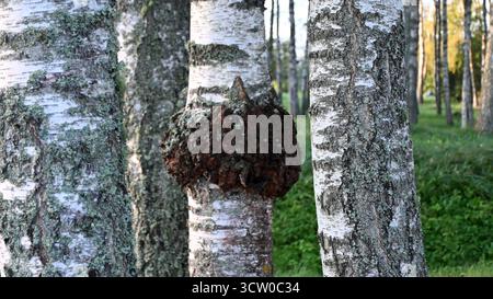 Bild mit schwarzem Chaga-Pilz, der auf den Birken in der Mitte des Waldes gefunden wurde Stockfoto