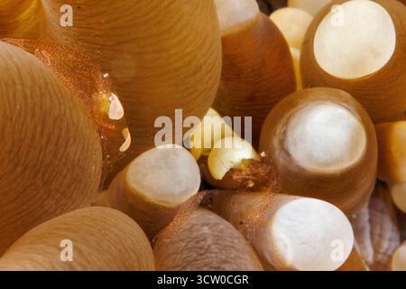 Dieses detaillierte Makrofoto zeigt ein Paar Eierschalengarnelen, Hamopontonia corallicola, auf der strukturierten Oberfläche einer kurzen Tentakelplatte Koralle, Stockfoto