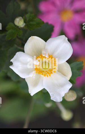 Einzelne weiße Blume mit gelbem Zentrum. Anemone x hybrida „Honorine Jobert“ Stockfoto