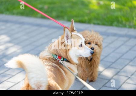 Zwei niedliche Hunde an der Leine spielen draußen und laufen im Stadtpark Stockfoto