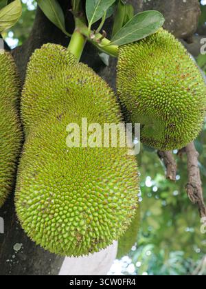 Mehrere Jackfrüchte sind am Stamm des Baumes befestigt. Stockfoto