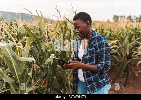 afroamerikanische Farmerin, die digitale Tablette auf dem Maisfeld verwendet Stockfoto