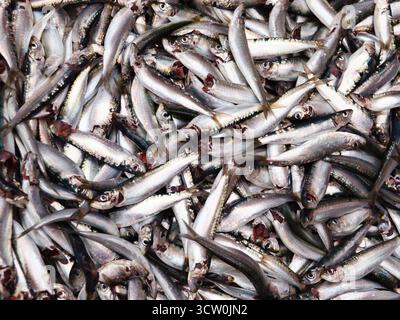 Europäische Sardine oder Sardine pilchardus in Einem größeren Stapel frisch gefangener Sardinen, die auf dem Fischmarkt zum Verkauf angeboten werden Stockfoto