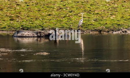 Ein Nashorn, schwimmt mit einem Egretta Storch auf dem Rücken Stockfoto