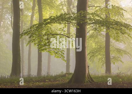 Buchenwald an einem nebeligen Frühlingsmorgen, Devon, England. Frühjahr (Mai) 2024. Stockfoto