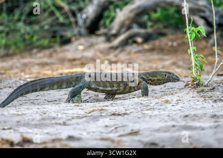 Nilwaran, nilmonitor-Echse, Varanus niloticus im chobe-Nationalpark, Okavango-Delta in Botswana, Tierschutzpark Stockfoto
