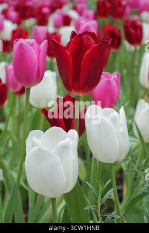 Brillante weiße, rote und rosa Tulpen blühen im Garten Stockfoto