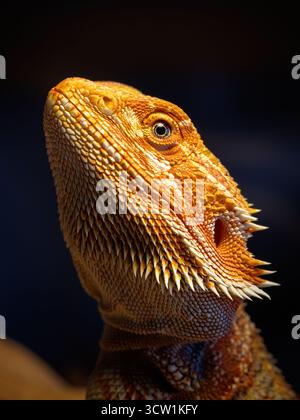 Makroporträt eines heranwachsenden zentralen Drachen unter dem Sonnenlicht. Stockfoto