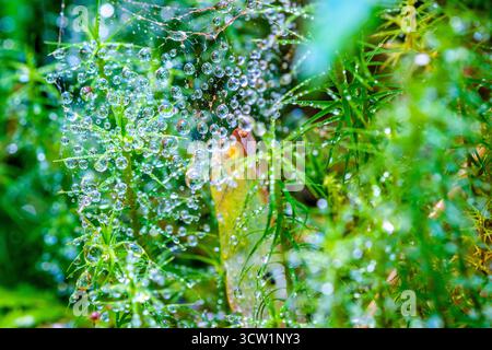 Herbsttau auf einem Spinnennetz in einem Wald im Peak District Stockfoto