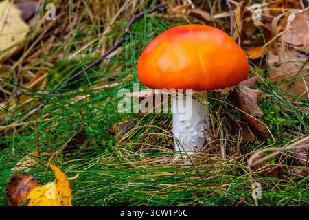 Fliegenpilz / Amanita muscaria, ein giftiger Pilz, hier in einem Wald im Peak District Stockfoto