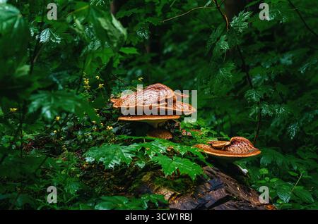 Waldlandschaft mit gelb-braunen Pilzen auf Stumpf zwischen nassgrünen Blättern. Wandern im Wald, aktive Erholung. Stockfoto