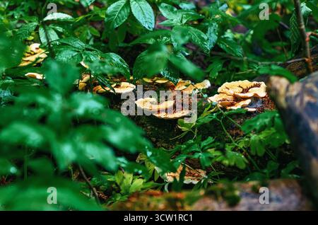 Waldlandschaft mit gelb-braunen Pilzen auf Stumpf zwischen nassgrünen Blättern. Wandern im Wald, aktive Erholung. Stockfoto
