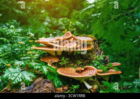 Bunte gelb-braune Pilze auf Baumstümpfen zwischen nassgrüner Waldvegetation. Cerioporus squamosus bei grünen Blättern. Nahaufnahme eines essbaren Pilzes in Stockfoto