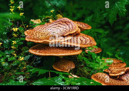 Bunte gelb-braune Pilze auf Baumstümpfen zwischen nassgrüner Waldvegetation. Cerioporus squamosus bei grünen Blättern. Nahaufnahme eines essbaren Pilzes in Stockfoto