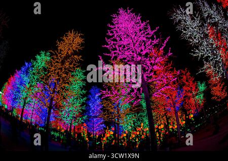 Bunte Neonlichter auf einem Baum im Park bei Nacht. Stockfoto