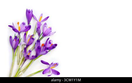 Violette Krokusse auf weißem Hintergrund mit Platz für Text. Frühlingsblumen. Draufsicht, flach Stockfoto