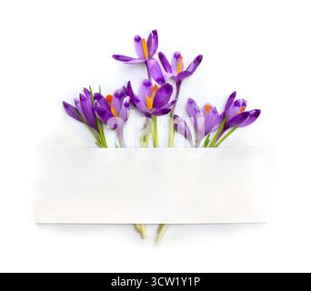 Violette Krokusse und weiße Papierkarte mit Platz für Text auf weißem Hintergrund. Frühlingsblumen. Draufsicht, flach Stockfoto