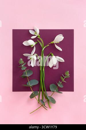 Weiße Schneeglöckchen mit grünen Eukalyptusblättern und Zweigen auf einer dunkelrosa Papierkarte und rosa Papierhintergrund. Draufsicht, flach Stockfoto