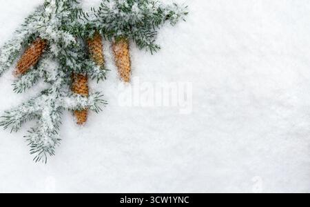 Ansicht von oben auf schneebedeckte Tannenzweige mit Tannenzapfen auf weißem Schnee Hintergrund mit Kopierraum. Flache Winterkomposition perfekt für Weihnachten Stockfoto