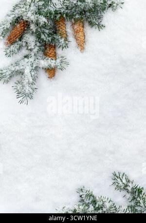 Ansicht von oben auf schneebedeckte Tannenzweige mit Tannenzapfen auf weißem Schnee Hintergrund mit Kopierraum. Flache Winterkomposition perfekt für Weihnachten und N Stockfoto