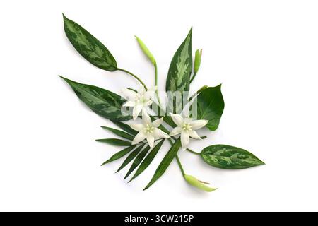 Tropische Palmblätter und Dieffenbachie und weiße Blumen tropisch auf weißem Hintergrund mit Platz für Text. Draufsicht, flach Stockfoto