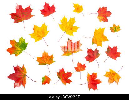 Bunte, bunte Herbstahornblätter, die in einer flachen Komposition auf einem sauberen weißen Hintergrund angeordnet sind. Blick von oben nach unten auf das Herbstlaub, perfekt für den Fall Stockfoto
