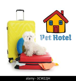 Haustierhotel. Niedlicher maltesischer Hund und Koffer vor weißem Hintergrund Stockfoto