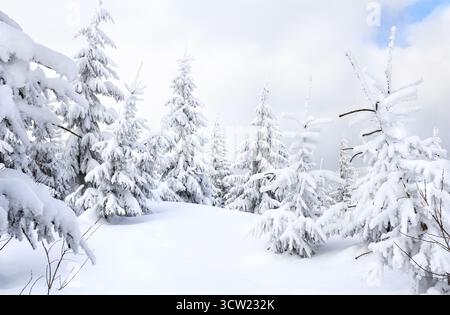 Malerische Winterlandschaft mit Tannen bedeckt mit Schnee und Frost in einem bergigen Gebiet, mit einem bewölkten Himmel im Hintergrund Stockfoto