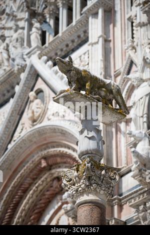 Skulptur des Symbols von Siena - kapitolinischer Wolf, der Romulus und Remus stillt, auf der Säule vor dem gotischen Dom von Siena, Toskana, Stockfoto