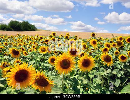 Gelbe Blumen Sonnenblumen auf Feld auf Hintergrund blauer Himmel mit weißen Wolken Stockfoto