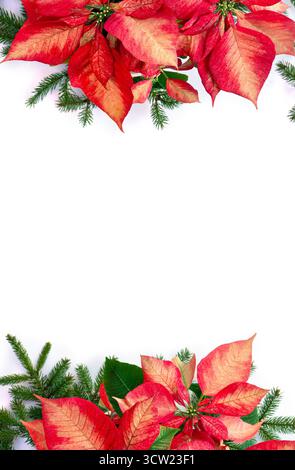 Weihnachtsdekoration. Blumen von rosa Weihnachtsstern und Zweigen Tanne auf weißem Hintergrund mit Platz für Text. Draufsicht, flach Stockfoto