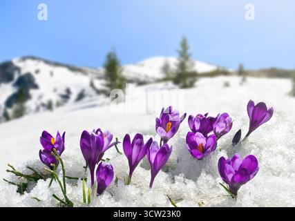 Frühlingslandschaft mit blühenden Blumen violette Krokusse ( Crocus heuffelianus ) auf Lichtschichten in schneebedeckten Bergen. Karpaten Stockfoto