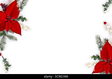 Weihnachtsdekoration. Blumen von roten Weihnachtsstern, Zweige Weihnachtsbaum, Beeren Mistel, rote Beeren auf weißem Hintergrund mit Platz für Text Stockfoto