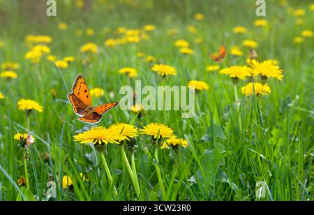 Blühender gelber Löwenzahn auf grüner Wiese im Frühling. Orangefarbener Schmetterling mit schwarzen Punkten, seltenes Kupfer über gelben Frühlingsblumen Stockfoto