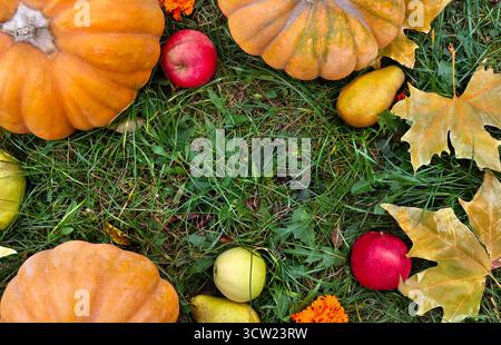 Kürbisse, gelbe Birnen, Äpfel und herbstliche bunte Ahornblätter auf Gras mit Platz für Text. Draufsicht, flach Stockfoto