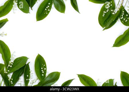 Weiße Blüten Lilie des Tales ( Convallaria majalis, Maiglocken, Maililie) und grüne Blätter auf weißem Hintergrund mit Platz für Text. Draufsicht Stockfoto