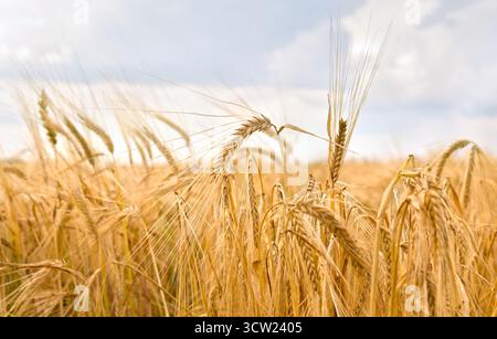Feldroggen in der Erntezeit am Hintergrundhimmel Stockfoto