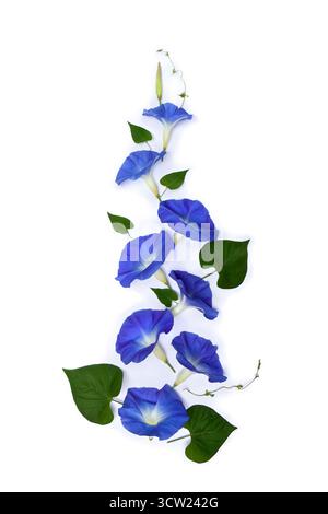 Blaue Blumen Ipomoea ( Bindweed, Mondblume, Morgenglorie ) auf weißem Hintergrund mit Platz für Text. Draufsicht, flach Stockfoto