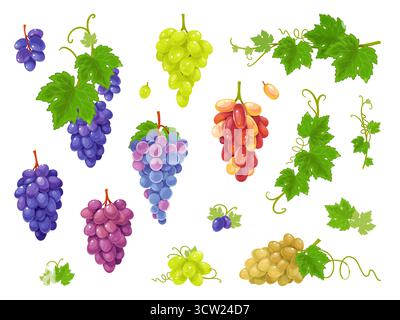 Traubensorten. Rote, schwarze, weiße und grüne Trauben, Rohstoffe für die Wein- und Saftproduktion, Blätter mit Blätter, natürliche Ernte, köstlich Stock Vektor