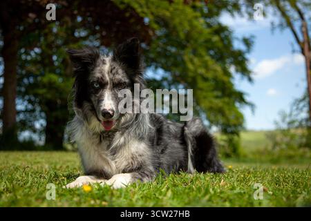 Ein wissbegieriger Blue Merle Collie, der auf dem weichen Gras liegt. Stockfoto