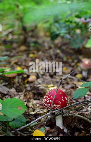 Ein Pilz mit roter Kappe - Fliegen Sie Agaren, die sich in den Boden unter Bäumen und Sträuchern schmiegen Stockfoto
