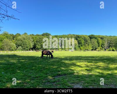 Braune Pferde, die auf einer grünen Wiese grasen Stockfoto