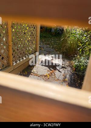 Graue Katze, die sich auf einer sonnigen Gartenterrasse entspannt Stockfoto