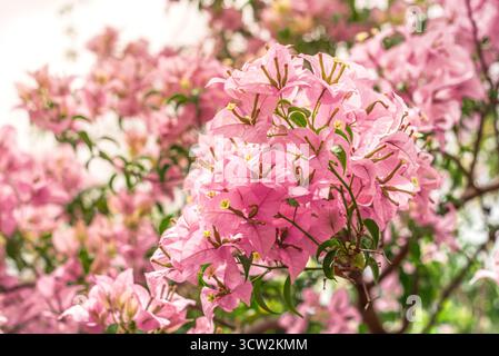 Eine Gruppe von Bougainvillea Spectabilis mit zarten rosa Deckblättern und üppig grünen Blättern, wunderschön beleuchtet durch natürliches Sonnenlicht. Stockfoto
