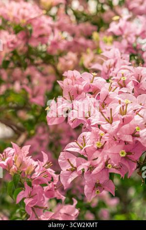 Bei einer Nahaufnahme der Bougainvillea-Zweige werden zarte rosa Blüten und junge grüne Knospen sichtbar, die vom Tageslicht beleuchtet werden, um die Zartheit der Pflanze zu unterstreichen. Stockfoto