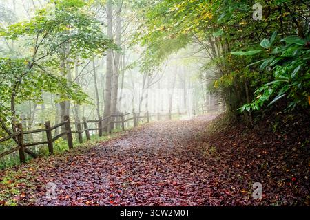 Die Sonne blickt im Herbst durch den Nebel und die tiefen Wälder, das ländliche North Carolina Stockfoto