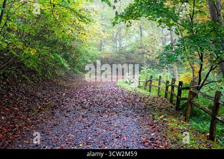 Die Sonne blickt im Herbst durch den Nebel und die tiefen Wälder, das ländliche North Carolina Stockfoto