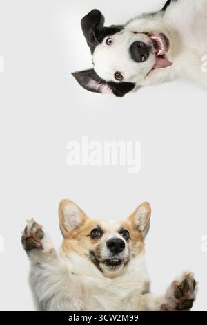 Hunderahmen. Lustiger Corgi und Border Collioe Welpe mit verrücktem und glücklichem Ausdruck Gesicht posiert und fragt nach einem riesigen. Verspieltes Haustier isoliert auf weißem B Stockfoto